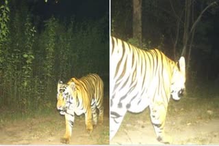 बाघ की तस्वीरें कैद