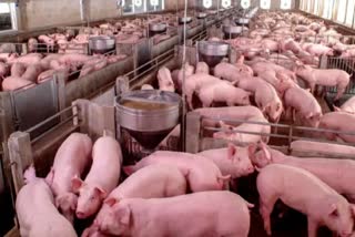 African swine flu  African swine flu kottayam  kottayam  64 pigs has been killed  latest kottayam news  kottayam local news  latest kerala news  ആഫ്രിക്കൻ പന്നിപ്പനി  ഭരണങ്ങാനത്ത്  പന്നികളെ കൊന്നു  കോട്ടയം  പാലാ  ഭരണങ്ങാനം  പന്നിപ്പനി