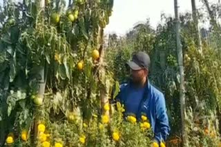 Prateek Banik farmer grew tomato in Israel model