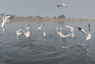 Siberian birds in Patratu Dam Ramgarh