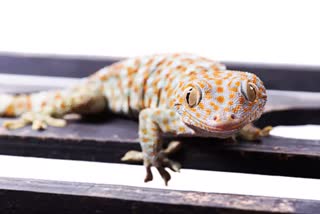 Tokay Gecko lizard Etv Bharat