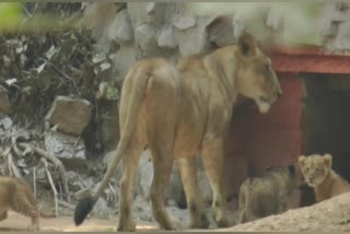 lioness pari gave birth to 3 cubs