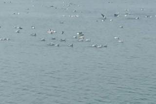 Migratory birds started reaching Deoghar