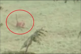 Two tigers spot in farmers fields in Karnataka