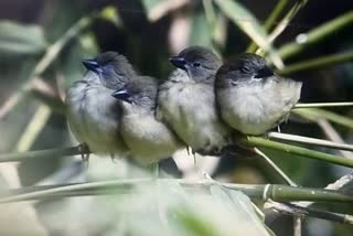 Bird Park in Gulab Bagh