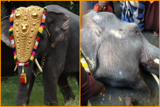 Lakshmi Elephant Died