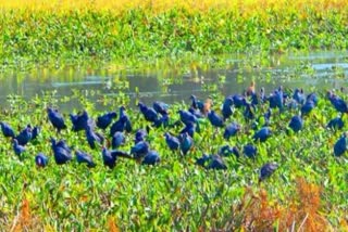 Migratory Birds Shatjan reservoir in Naobaicha