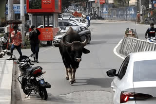 கொடைக்கானல் ஏரிச்சாலை பகுதியில் உலா வந்த ஒற்றை காட்டெருமை