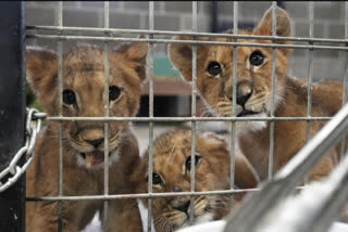 4 lion cubs saved from war in Ukraine