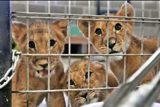 lion cubs