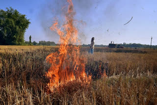 30 pc drop in stubble burning incidents in Punjab as compared to last year: Minister