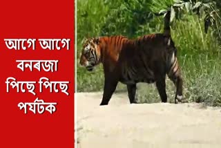 tigers free roaming in Kaziranga