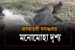 Thrilling scenes in Agratali Forest of Kaziranga National Park