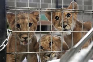 lion cubs saved from Ukraine war  lion cubs  US sanctuary lion cubs  US sanctuary  നാല് സിംഹക്കുട്ടികൾ  സിംഹക്കുട്ടികളെ മിനസോട്ടയിലെത്തിച്ചു  മിനസോട്ട  മിനസോട്ട സാങ്ച്വറി  മൃഗസംരക്ഷണ കേന്ദ്രത്തിൽ സിംഹക്കുട്ടികൾ  സിംഹക്കുട്ടി  യുക്രൈൻ യുദ്ധത്തെ അതിജീവിച്ച സിംഹക്കുട്ടികൾ  മിനസോട്ടയിലെ മൃഗസംരക്ഷണ കേന്ദ്രം