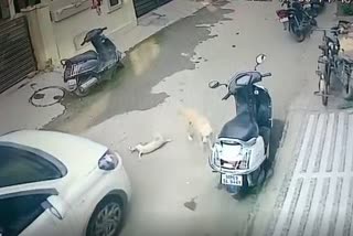 careless car driver crushes dog in indore