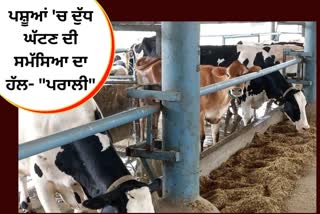 Agricultural experts,  problem of low milk in cattle