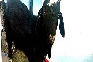 Bhopal Goat sultan stolen ready for Bakrid