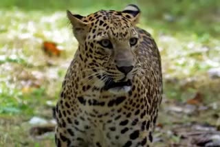 doddaballapur-calf-killed-in-leopard-attack