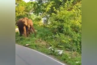 Motorists trouble of Elephants  Motorists trouble  Elephants  nilgris  national highway  யானைகள்  தேசிய நெடுஞ்சாலையில் முகாமிட்ட யானைகள்  வாகன ஓட்டிகள்  காட்டு யானைகள்