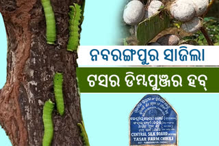 Silk Cultivation: କେନ୍ଦ୍ରୀୟ ରେଶମ ବୋର୍ଡ ଦେଉଛି ପ୍ରଶିକ୍ଷଣ, ଟସର ଚାଷ କରି ଲାଭବାନ ଚାଷୀ