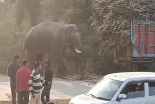 Elephant on Haridwar Najibabad Road