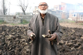 Lotus stems grown in fields