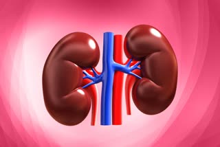 These are the methods to keep your kidneys healthy