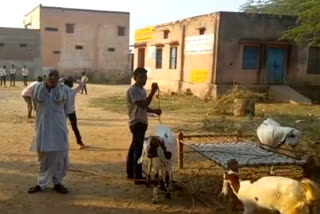 sheep and goat tied in govt school of Bharatpur, DEO promises action