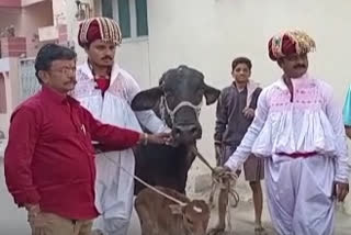 Gujarat Rajkot voters arrive to booth with cows protesting Lumpy outbreak