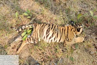 Two Tigers Die in Tadoba