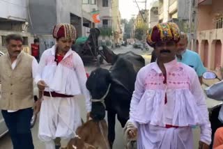 Voters came to vote with cow and calf