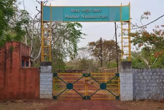 Tiger reserve built in Madhav National Park