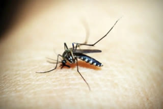 MALARIA VACCINE TO COME SOON