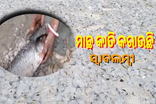 ମାଛ କାତି ଦେଇଛି ରୋଜଗାର