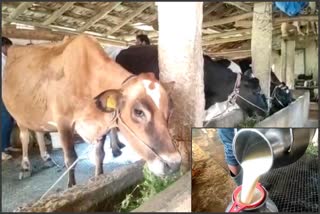 Success Story Of Dairy Farming