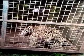 leopard in the cage who put the farmers to sleep