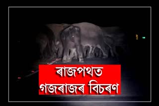 Wild elephant roam free in Brahmapur National Highway