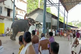 guruvayoor  elephant turns violent in guruvayoor  guruvayoor elephant turns violent  elephant attack  ആന  ഗുരുവായൂര്‍  ആന ഇടഞ്ഞു  ഗുരുവായൂർ കേശവൻ അനുസ്‌മരണം  ദാമോദര്‍ദാസ് ആന  ഗുരുവായൂരില്‍ ആന ഇടഞ്ഞു