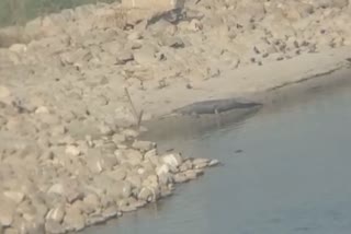 Big crocodiles seen in Sutlej river of Ferozepur