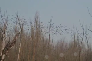 Migratory birds arrived at Hygam wetland