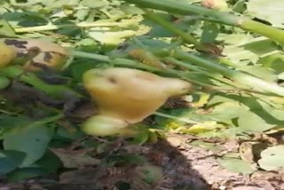 potato growing above ground