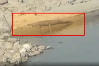 Huge crocodile spotted in Sutlej river in Firozpur
