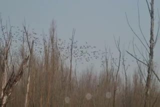 Migratory birds arrived at Hygam wetland