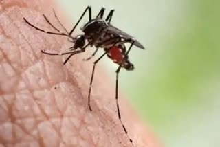 Zika Patient