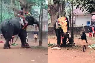 Palakkad  elephant turns violent  Palakkad punchappadam  പാലക്കാട് പുഞ്ചപ്പാടം  പാലക്കാട്  ശ്രീകൃഷ്‌ണപുരം പൊലീസ്  പാലക്കാട് ഉത്സവത്തിനെത്തിച്ച ആന ഇടഞ്ഞു  punchappadam temple elephant turns violent