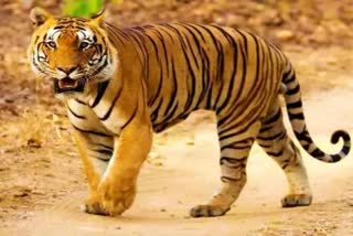 balaghat tiger attack women died