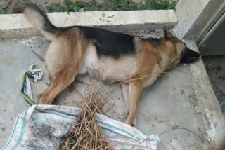 Dog killed in Parsa Khurd village  pet dog max killed in basti  Dog poisoned and killed in basti  Killing of German Shepherd Breed  Dog killed by eve teasers in Basti  Pet dog allegedly poisoned to death  Pet dog allegedly poisoned to death in Basti  പൂവാലന്‍മാര്‍ക്ക് ഭീഷണിയായി വളര്‍ത്തു നായ  ഇറച്ചിയില്‍ വിഷം കലര്‍ത്തി നല്‍കി  ഉത്തര്‍പ്രദേശിലെ ബസ്‌തി  രാജൻ ചൗധരി  എഎസ്‌പി  ജര്‍മന്‍ ഷെപ്പേര്‍ഡ്