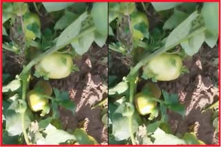 MAHARASHTRA POTATOES GROWN ON TREES