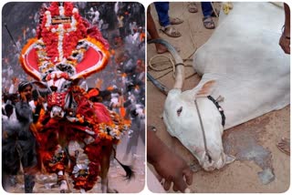 Shivamogga bull race champion Chamundi Express death
