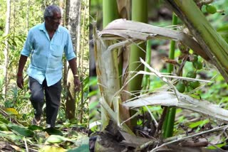 wild animals attack in fields  idukki wild animals attack  elephant attack idukki  idukki wild animals  idukki farmers crisis  വന്യമൃഗ ശല്യം രൂക്ഷം  ഇടുക്കി വന്യമൃഗ ശല്യം  ഇടുക്കി കർഷകർ  ഇടുക്കി കർഷകർ പ്രതിസന്ധിയിൽ  ഇടുക്കി കൃഷി  വന്യമൃഗ ശല്യം  കാട്ടാനകൾ  കാട്ടാന ശല്യം  കാട്ടുപന്നി ശല്യം